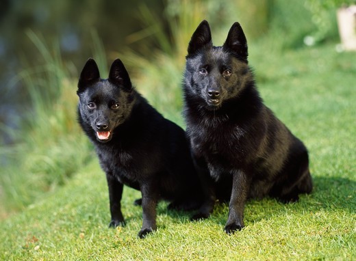Psy Schipperke Psy Schipperke