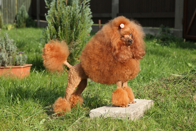 pudle toy