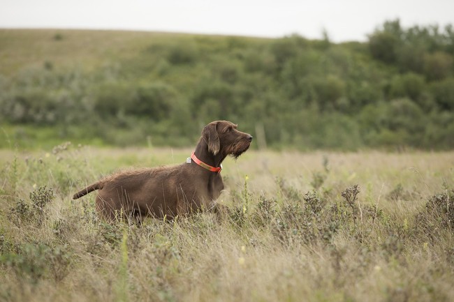 Pies Pudelpointer Pudelpointer