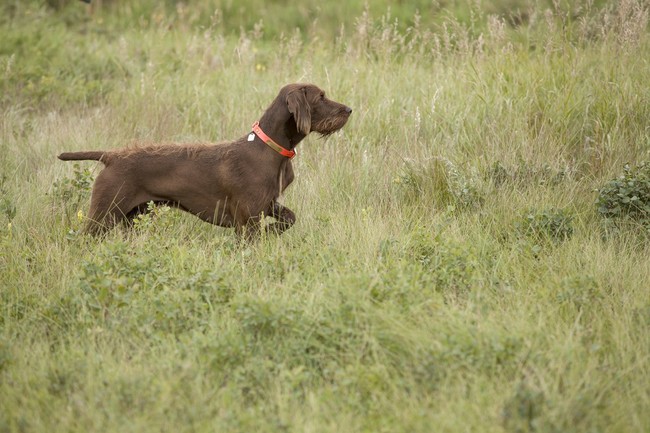 Pies Pudelpointer Pies rasy Pudelpointer