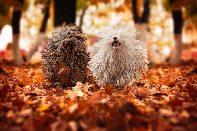 psy z dredami owczarki węgierskie puli