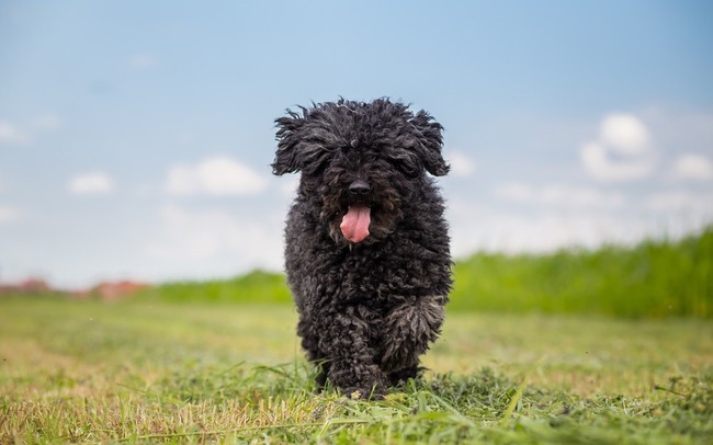 psy długowłose puli