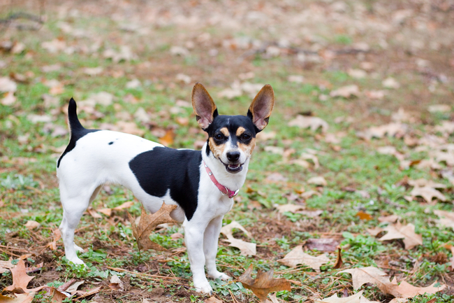 rat terrier