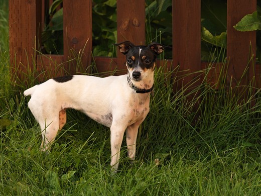 rasa psa rat terrier