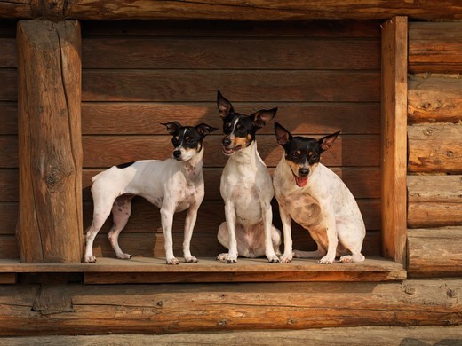 psy rat terrier