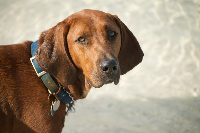 Redbone coonhound pies na szopy Zdjęcie psa na szopy Redbone coonhounda
