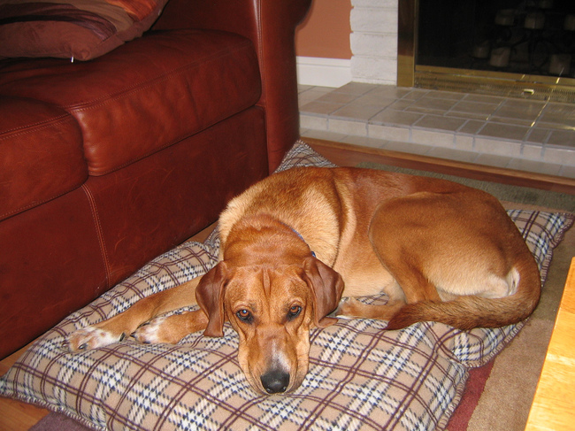 Pies Redbone coonhound Rasa psa Redbone coonhound