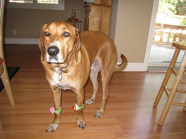 Pies Redbone coonhound Pies myśliwskie rasy Redbone coonhound