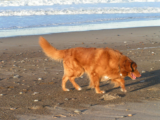 Nova scotia duck tolling retriever aportujący z wody
