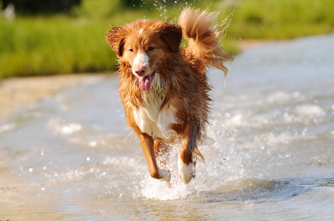 Retriever z Nowej Szkocji, rudy pies z białymi znaczeniami