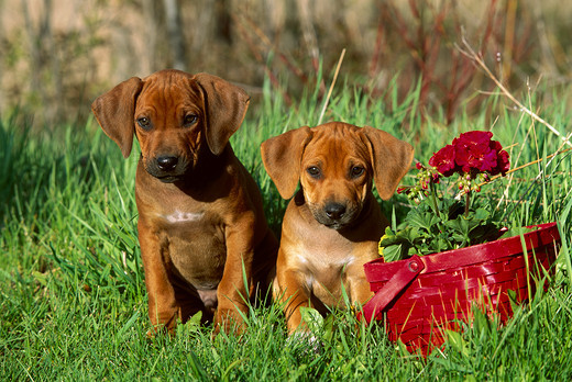 Małe pieski rasy rhodesian ridgeback w hodowli