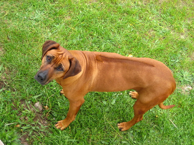 Charakterystyczna pręga na grzbiecie psa rasy rhodesian ridgeback
