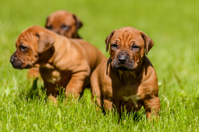 Rhodesian ridgeback szczeniaki z widoczną pręgą