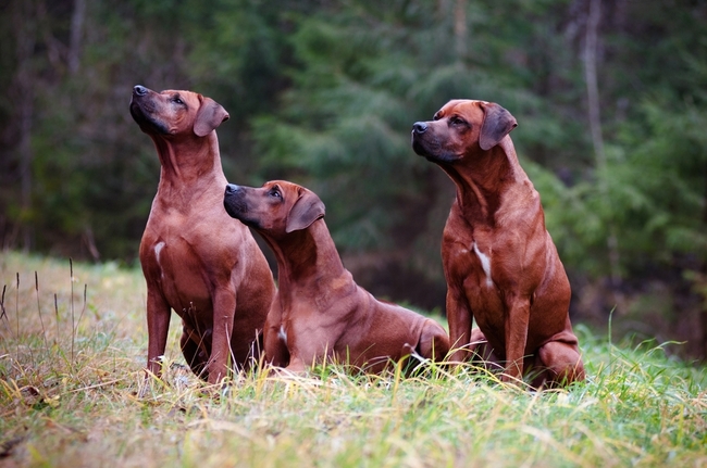 psy rasy rhodesian ridgeback