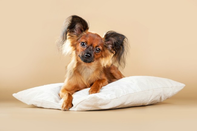 Rosyjski toy terrier w czarnym podpalanym umaszczeniu