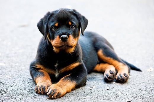 szczeniak rottweilera szczeniak rottweilera