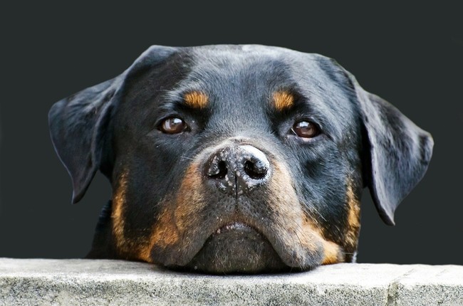 kufa rottweilera czy rottweiler to groźny pies