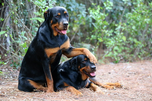 psy rottweiler psy rottweiler