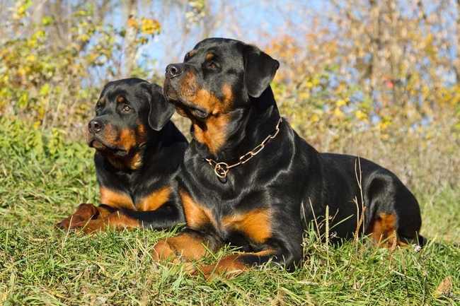 rottweilery