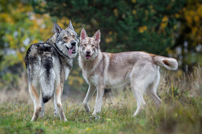 hybryda psa i wilka Saarlooswolfhond 