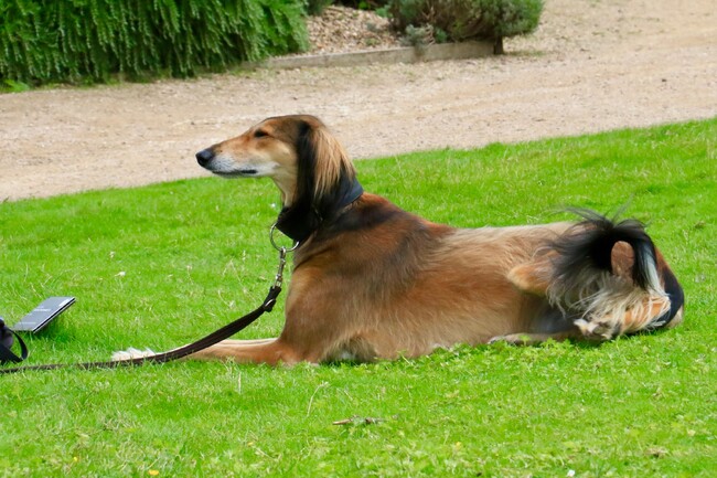 saluki w parku