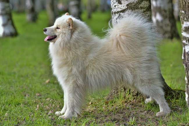 zdjęcia północnych psów zaprzęgowych samojed