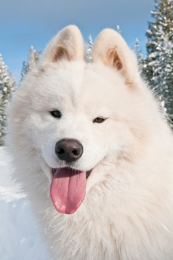 Budowa głowy u szpiców głowa Samoyeda