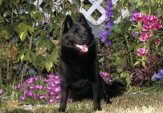 Pies Schipperke Pies rasy Schipperke