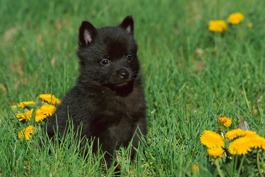Szczeniak Schipperke