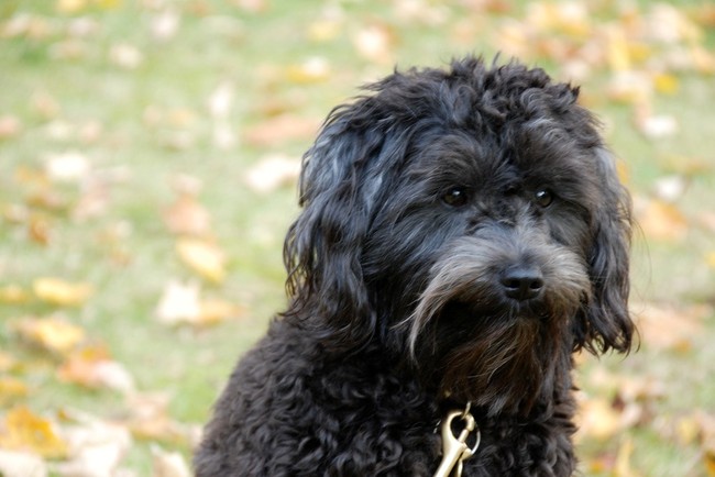 Pies schnoodle 