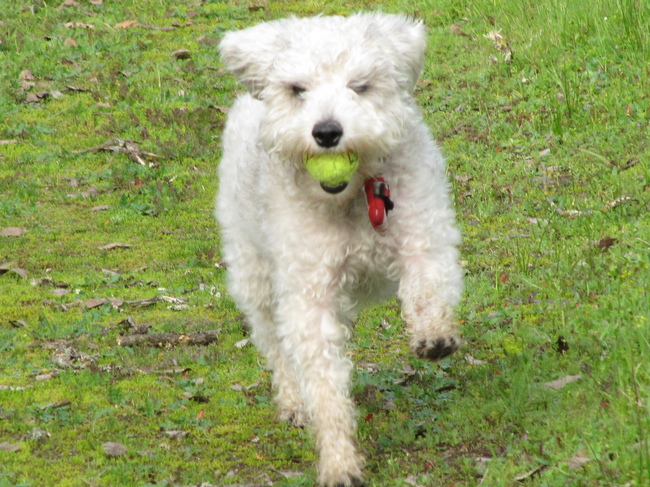Suczka Schnoodle (krzyżówka Pudla i Sznaucera)