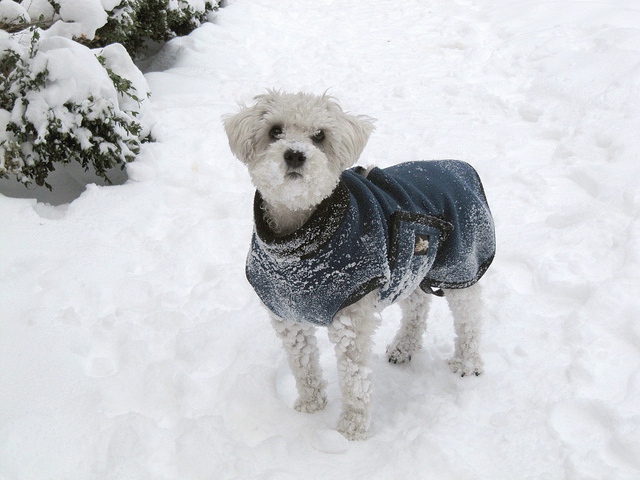 Schnoodle w zimowej kurteczce na spacerze w zimie.