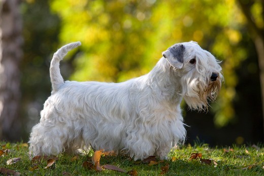 Sealyham terrier stojący w pozycji wystawowej