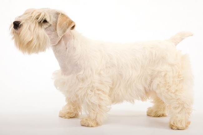 Pies rasy sealyham terrier z cytrynowymi znaczeniami na głowie
