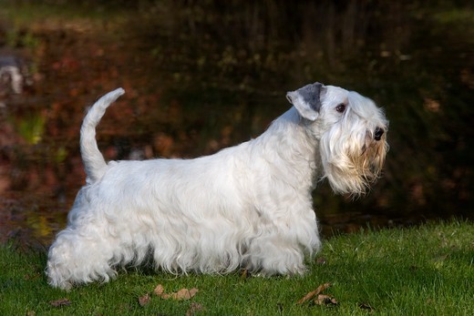 Sealyham terrier czujnie obserwujący otoczenie