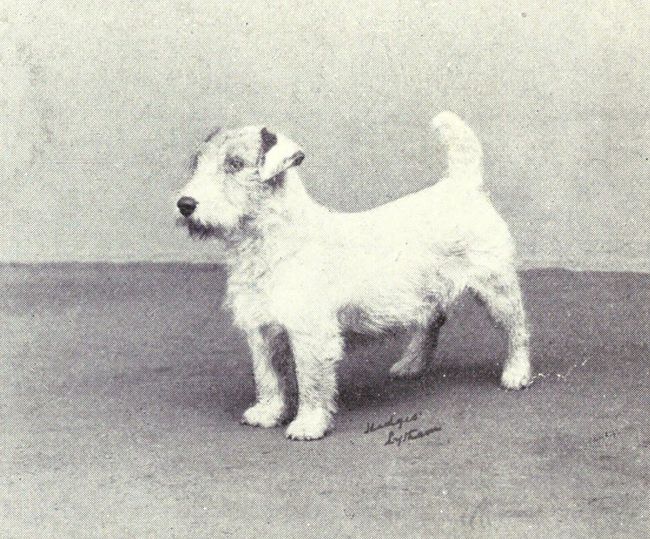 Sealyham terrier na archiwalnej fotografii z początku XX wieku
