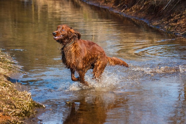 Seter irlandzki irish setter odpoczywający na trawie