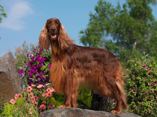 seter irlandzki mahoniowy (red setter)