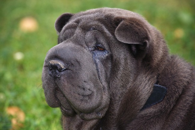Shar pei Chińska rasa psa Shar pei