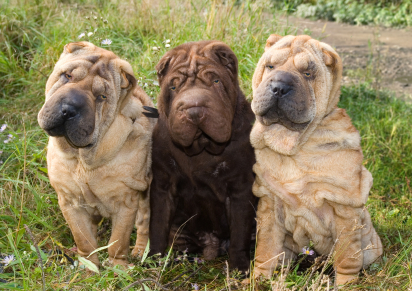 wszystko o psach shar pei