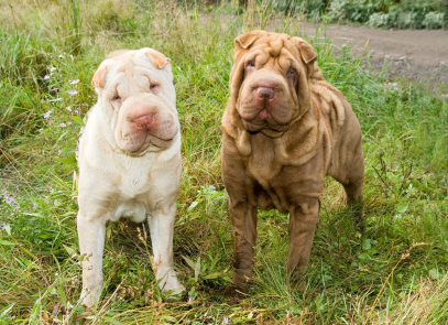shar pei