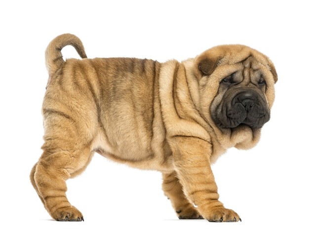 shar pei pies z reklamy garniera