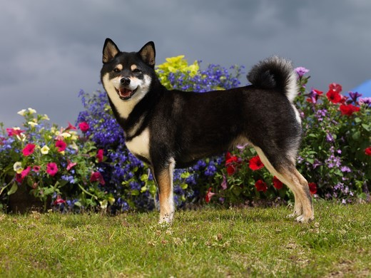 Pies Shiba inu