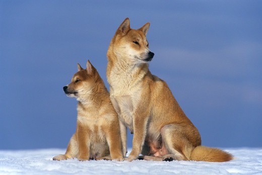 jak wygląda pies rasy shiba inu