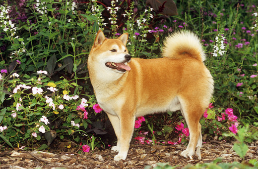 zdjęcia psów piertownych shiba inu
