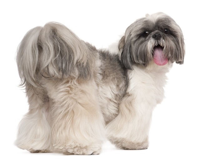top 10 malych psow do mieszkania to psy shih tzu