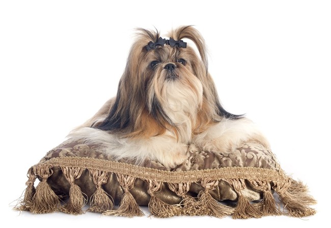jaki jest pies Shih tzu