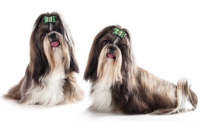 Psy rtasy shih tzu