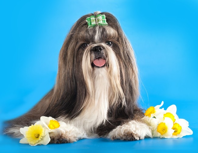 najlepsze rasy psow dla spokojnych ludzi shih tzu