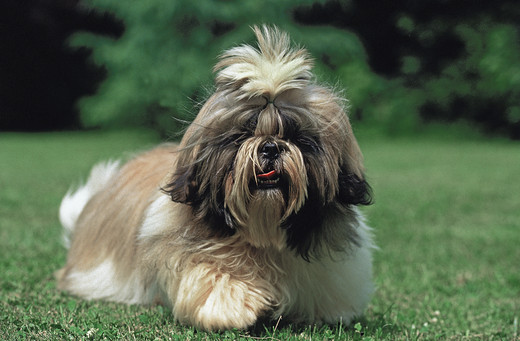 Shih tzu siedzący, widoczny krótki pysk